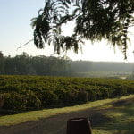 Tintilla Estate, Hunter Valley