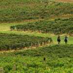 Hunter Valley best wine region in Australia