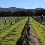 Hunter Valley Semillon