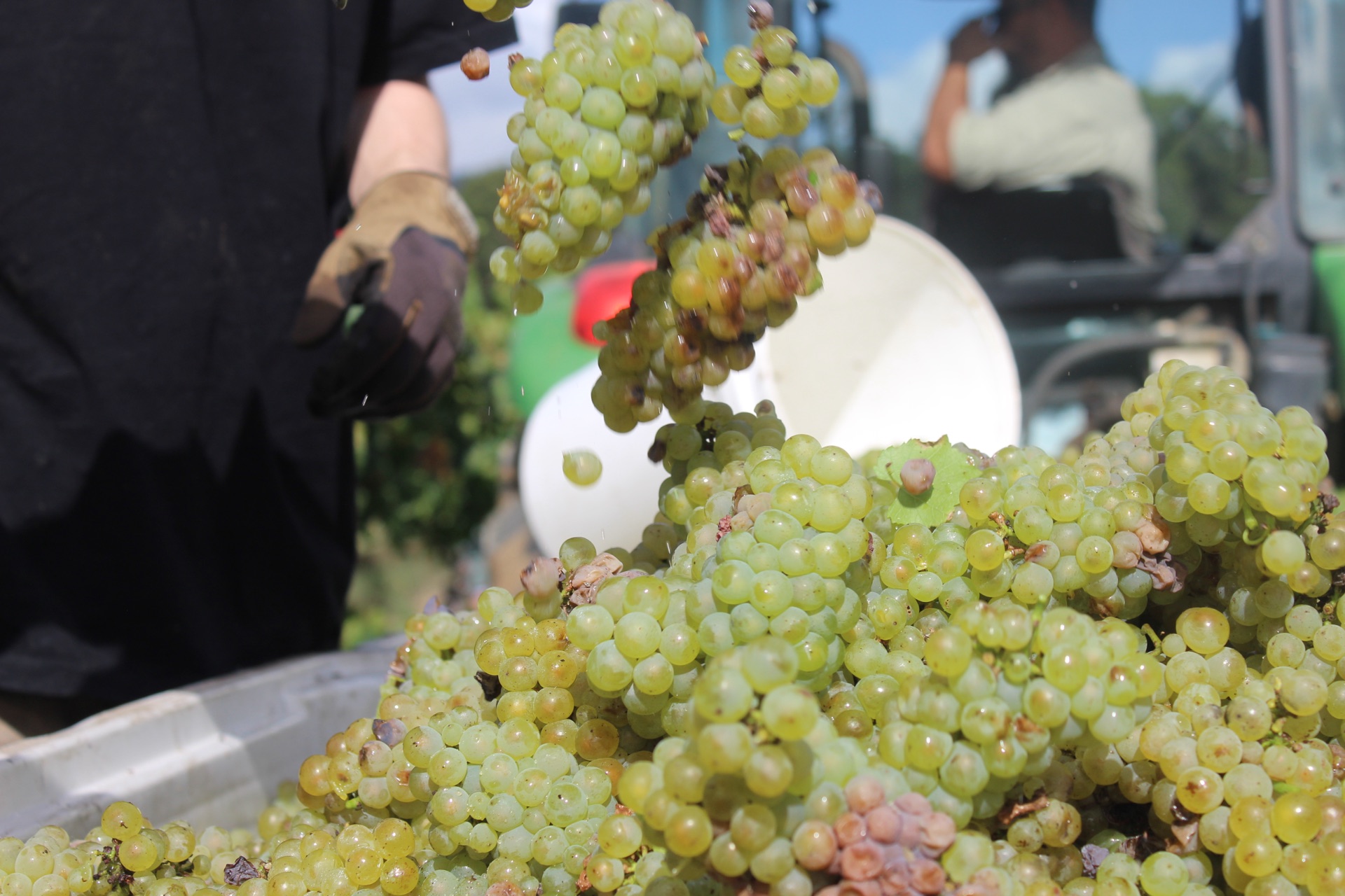 Bunches of white grapes being picked at harvest