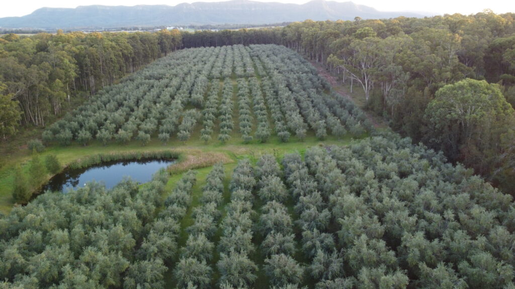 The Olive Retreat