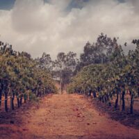 A row of vines at Adam's Leap Wines